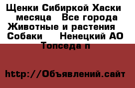 Щенки Сибиркой Хаски 2 месяца - Все города Животные и растения » Собаки   . Ненецкий АО,Топседа п.